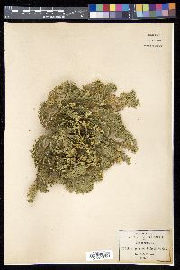 Selaginella lepidophylla image