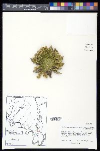 Selaginella lepidophylla image