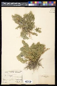 Selaginella lepidophylla image