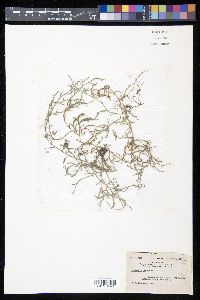 Selaginella oregana image