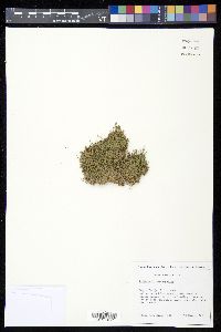 Selaginella microphylla image