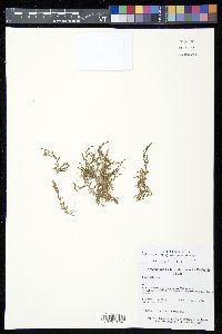 Selaginella microphylla image