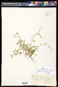 Selaginella marginata image