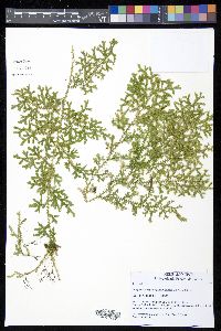 Selaginella marginata image