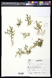 Selaginella macrostachya image