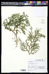 Selaginella macrostachya image