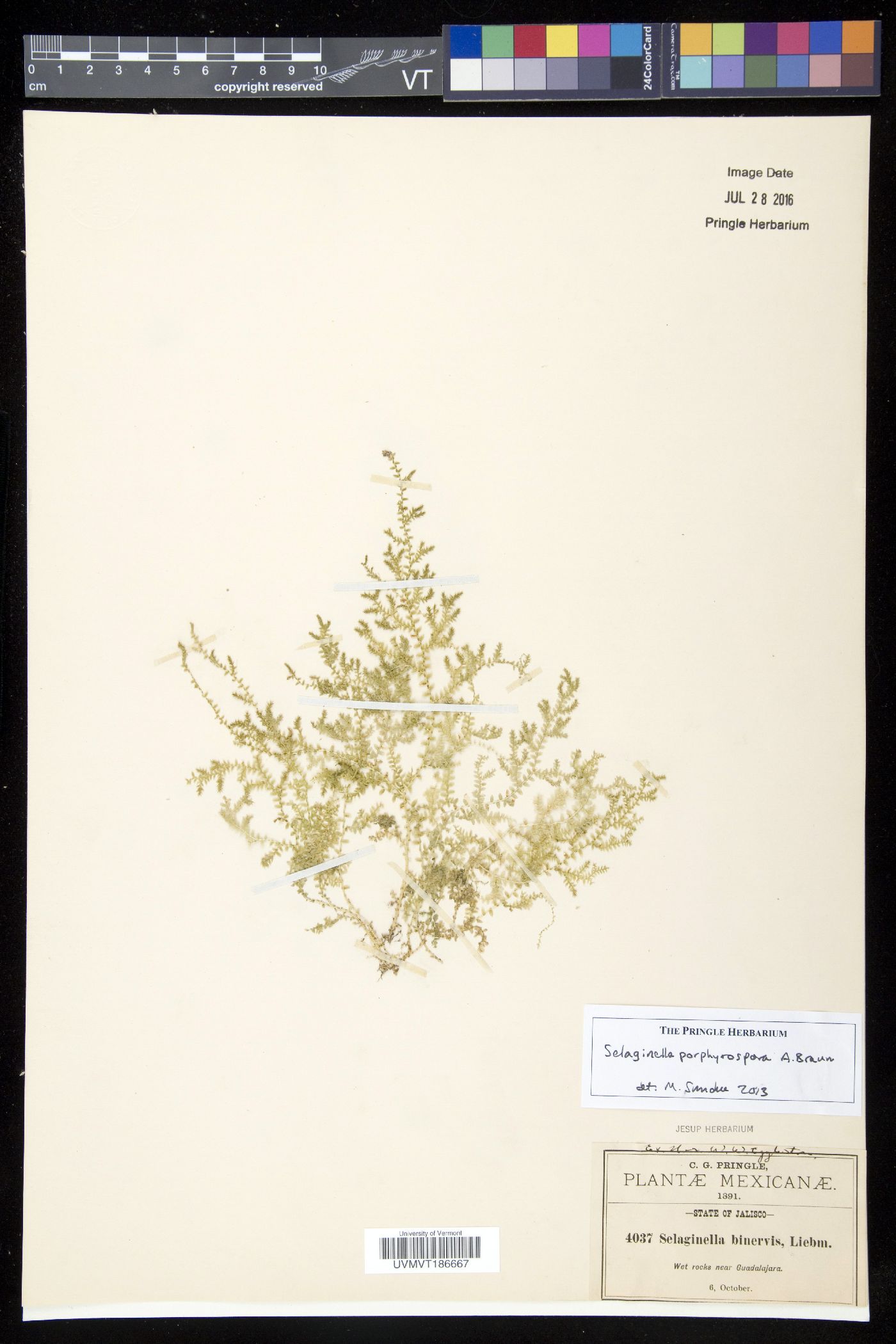 Selaginella porphyrospora image