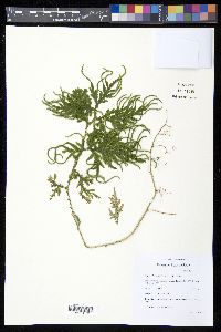 Selaginella plana image