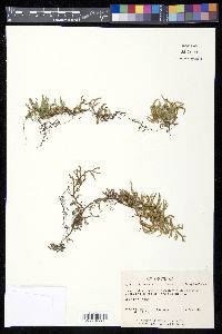 Selaginella rupestris image