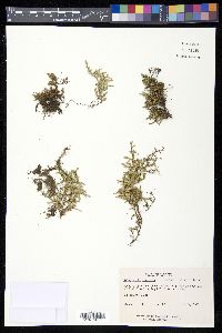 Selaginella rupestris image