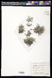 Selaginella rupestris image