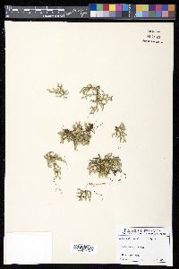 Selaginella rupestris image