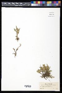 Selaginella rupincola image