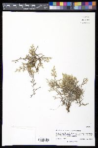 Selaginella rupincola image