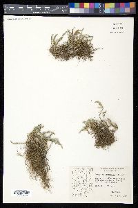 Selaginella rupincola image