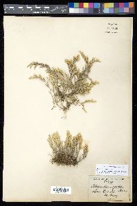 Selaginella rupincola image