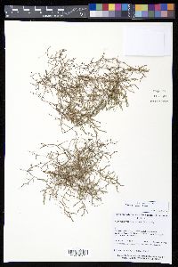 Selaginella sellowii image