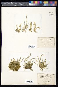 Selaginella selaginoides image