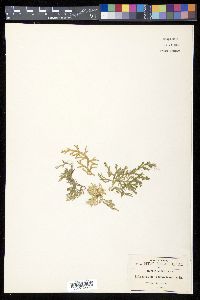Selaginella schiedeana image