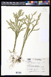 Selaginella suavis image