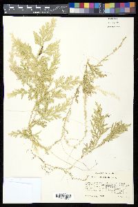 Selaginella stellata image