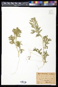 Selaginella silvestris image