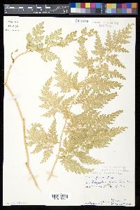 Selaginella willdenowii image