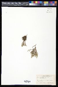 Selaginella weatherbiana image