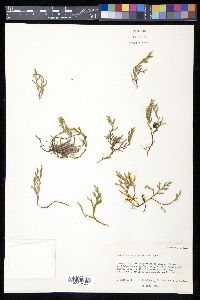 Selaginella weatherbiana image