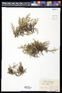 Selaginella wallacei image