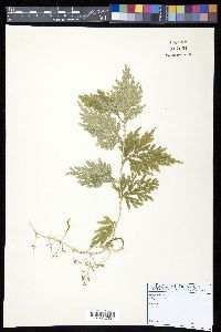 Selaginella plana image