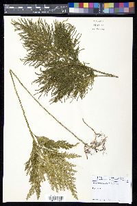 Selaginella firmula image