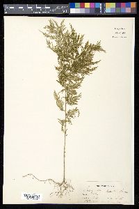 Selaginella cupressina image