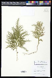 Selaginella arbuscula image