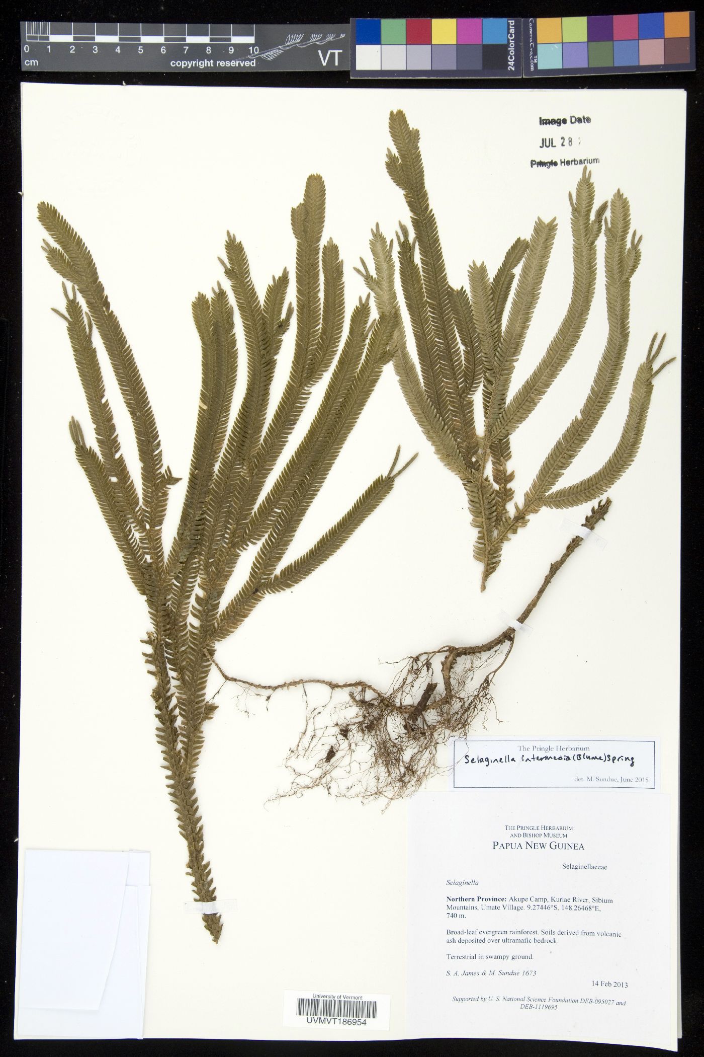 Selaginella kerstingii image