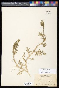 Selaginella opaca image