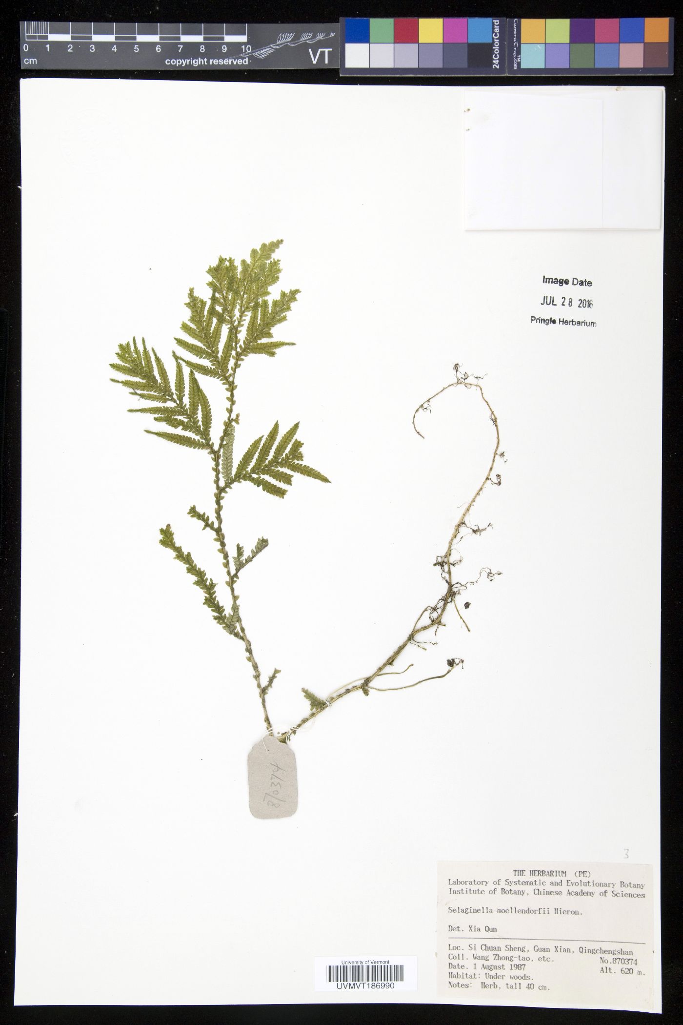 Selaginella moellendorffii image