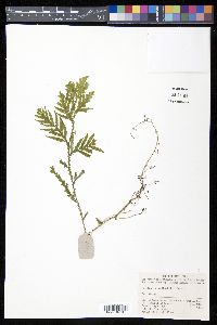 Selaginella moellendorffii image