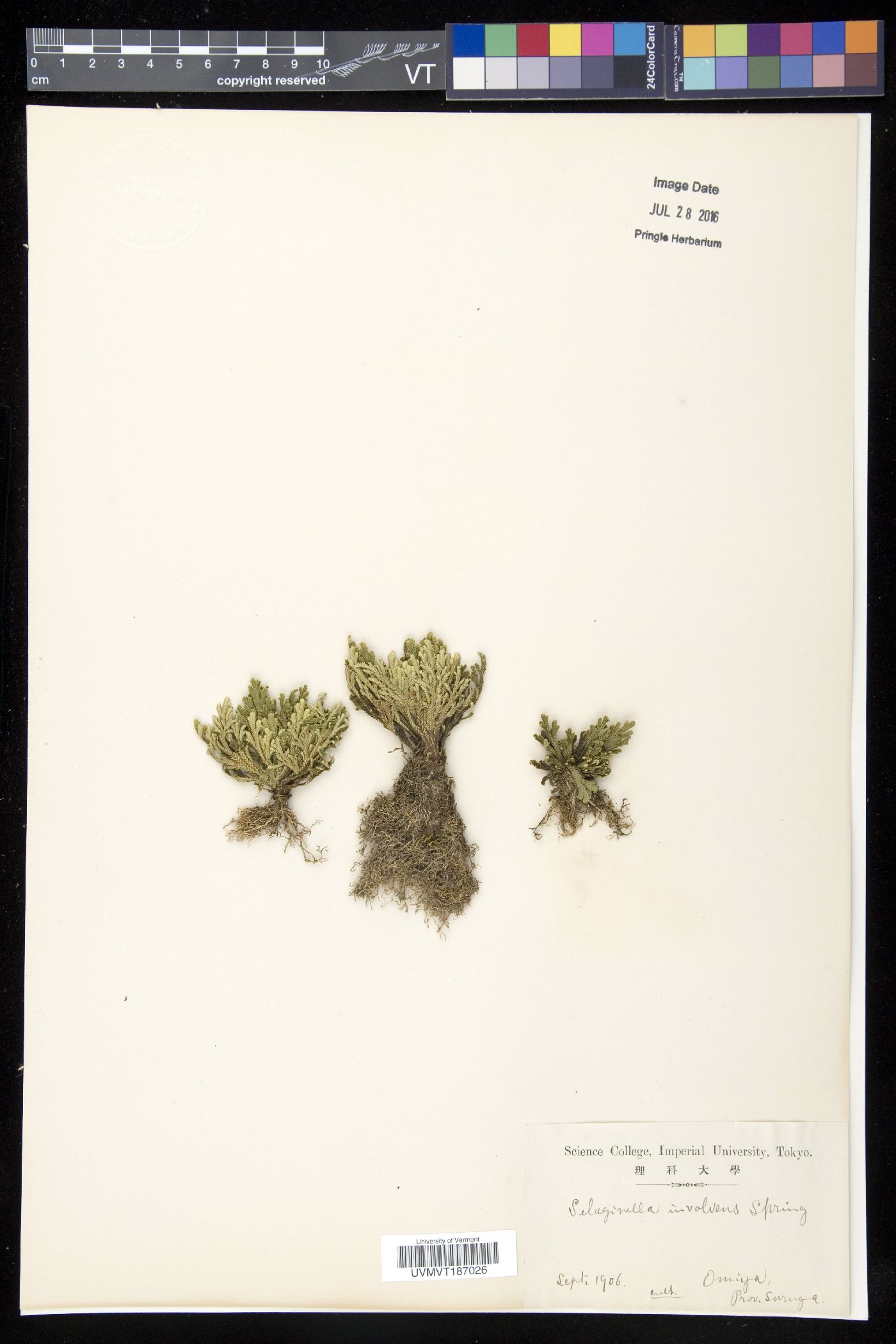 Selaginella tamariscina image