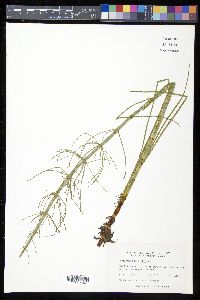 Equisetum fluviatile image