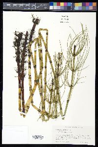 Equisetum fluviatile image