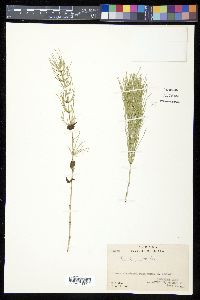 Equisetum pratense image