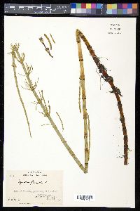 Equisetum fluviatile image