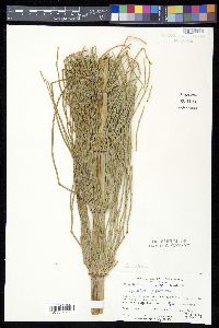 Equisetum giganteum image