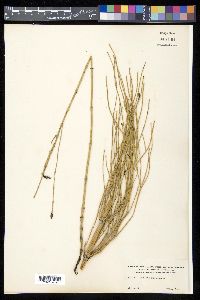 Equisetum giganteum image