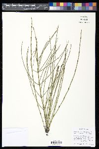 Equisetum × litorale image