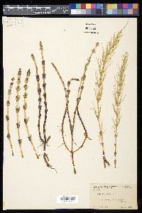 Equisetum palustre image