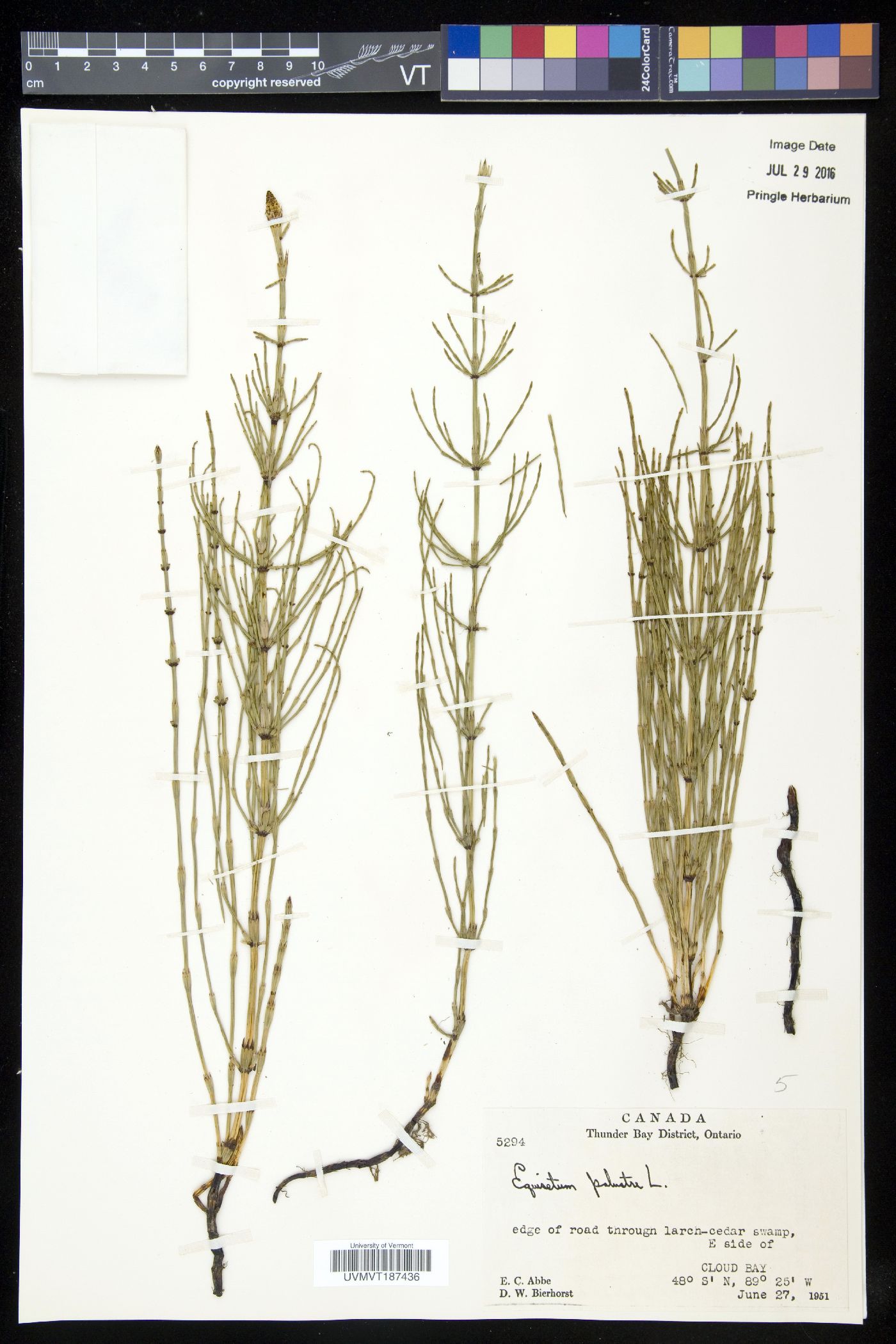 Equisetum palustre image