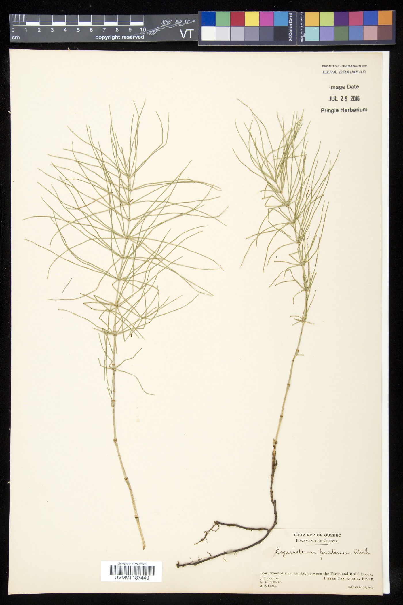 Equisetum pratense image