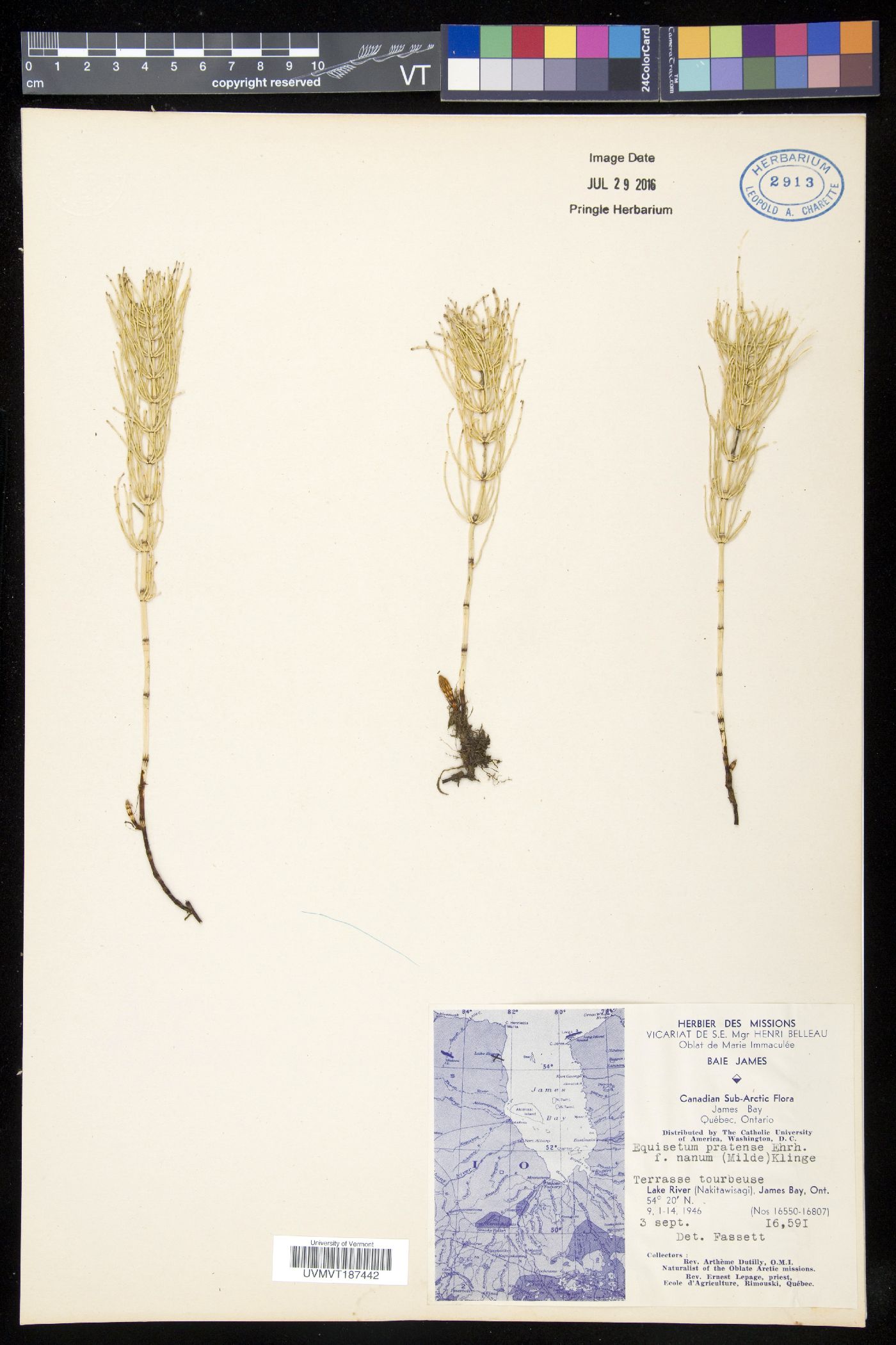 Equisetum pratense image